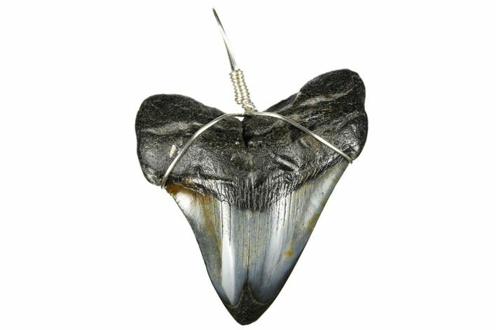 Fossil Megalodon Tooth Necklace #173813